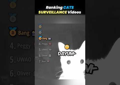 Ranking BEST CATS SURVEILLANCE VIDEOS Core Moments!! 🐱📸