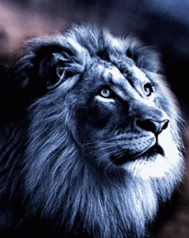 lions