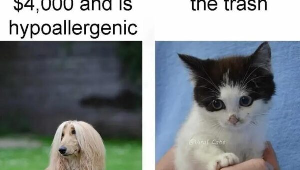 Cat distribution System