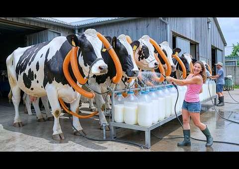 500 Most Satisfying Videos of Workers Doing Their Job Perfectly!
