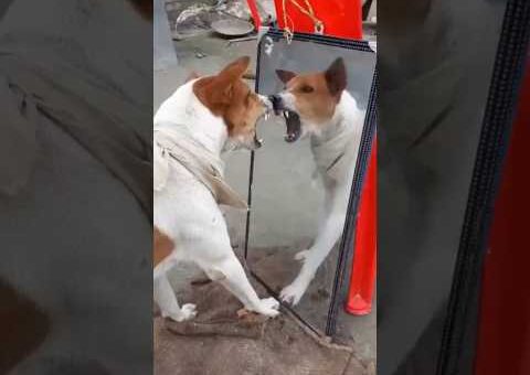 Funniest Animal Moments Caught on Camera #facts #animals #wildlife