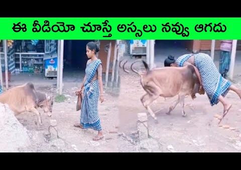 Most UNBELIEVABLE Animal Moments Ever Caught On Camera 17 | facts in telugu | bmc facts | Telugu