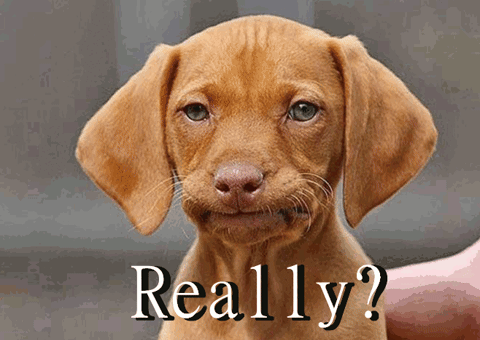Disappointed Dog