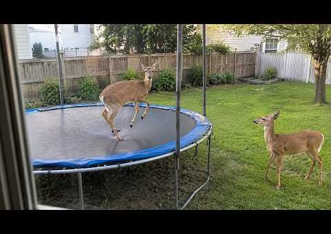 When Animals Think No One’s Watching 😂 Backyard Edition