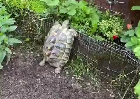 He found the strawberry garden