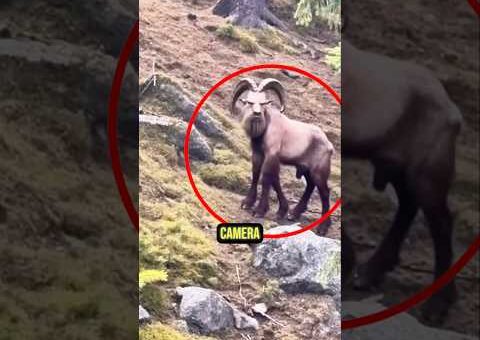 Amazing Animal Moments Caught On Camera 😱#animalfacts #wildlife #facts