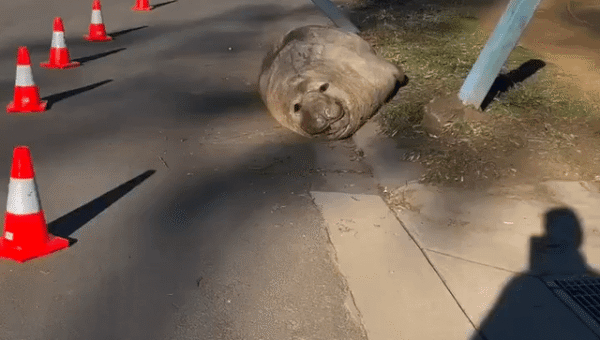 Neil the Seal is back, once again fulfilling his duty to annoy the good citizens…