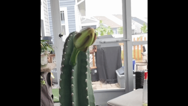 My Peruvian Apple Cactus only opens for one night a year. Here is the 12-hour…