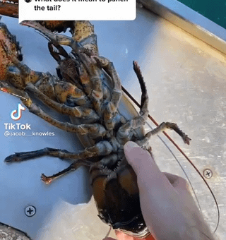What does it mean to punch a lobster tail?