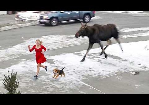 100 Incredible Animal Moments Caught on Camera | Wild & Funny Animal Compilation