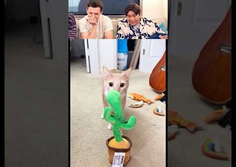 Tom Holland React Viral Videos Part 103 #tomholland #funny #trytolaugh #reaction
