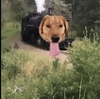 Good Boy Dog