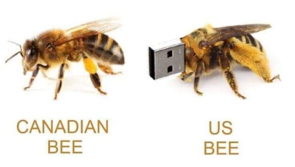 US BEE 🐝🍯🐝