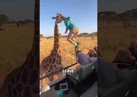 Crazy Animal Moments Caught on Camera Part 4 #facts #animals #wildlife