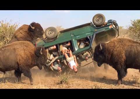 Incredible Safari Moments Caught on Camera