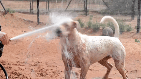 Dog Save Them All GIF by Best Friends Animal Society