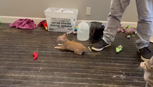 The kitten room had a visitor!