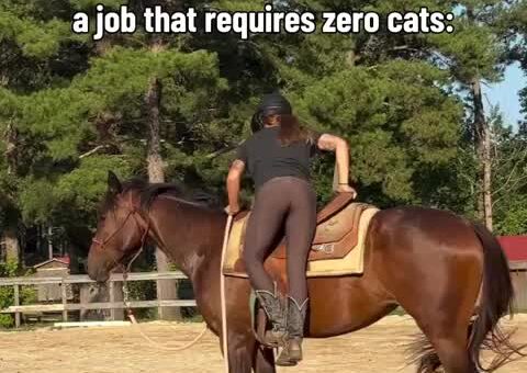 Every activity requires cats