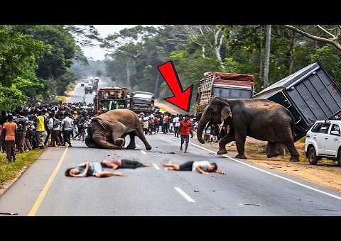 199 Most BRUTAL ANIMAL ATTACKS Caught on Camera #01