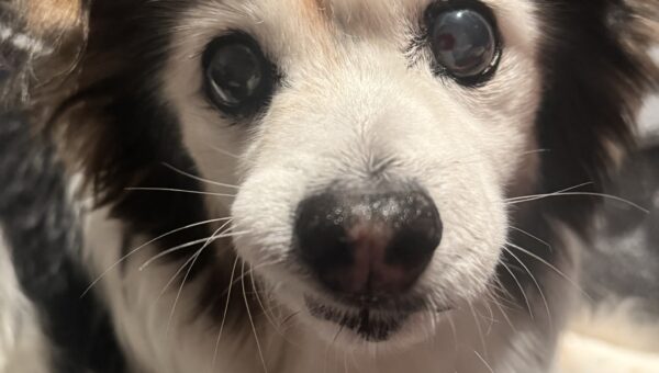 A photo of my dog Panko every day