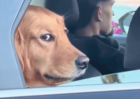 Dog Car