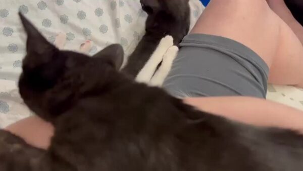 Sleepy time in the kitten room