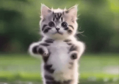 Cat Dancing
