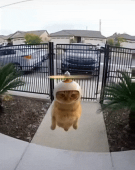 Cat Flying
