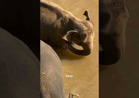 The Most Incredible Animal Moments Ever Caught on Camera Ep.1
