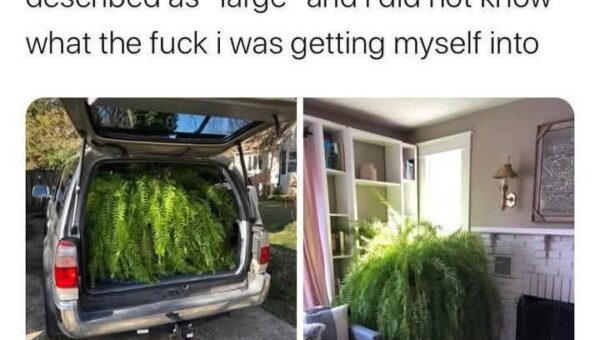 Startled by shrub like size