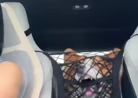 Corgi getting used to the new net in the car