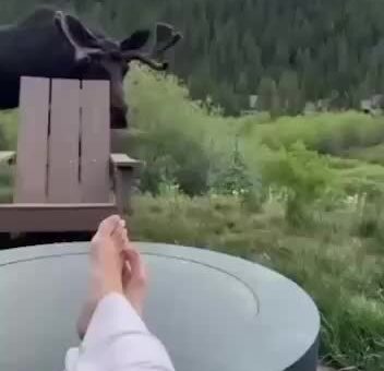 Moose on a loose