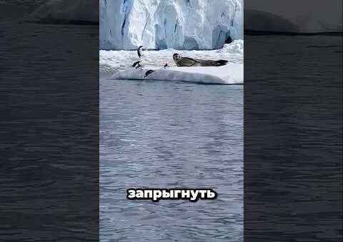 Топ-5 необычных случаев поведения животных, снятых на камеру 😲