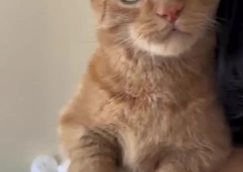 Barnie is a chatty cuddle bug