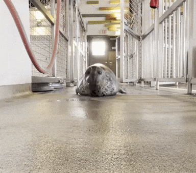 Harbor Seal Hello GIF by Valley Zoo Development Society