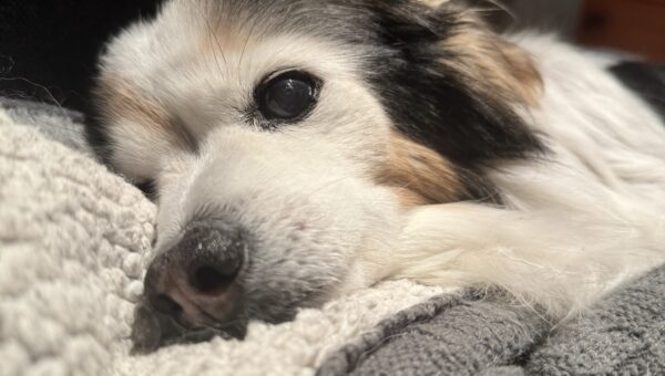 A photo of my dog Panko every day