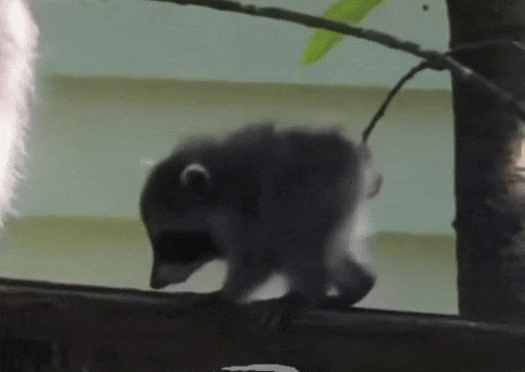 Raccoon GIF by Respective