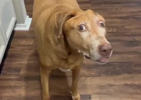 The story of Belle