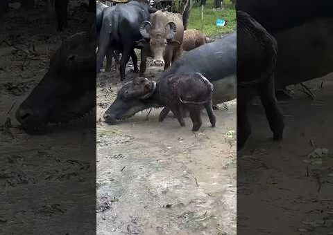 The Most Incredible Animal Moments Ever Caught on Camera Ep.5
