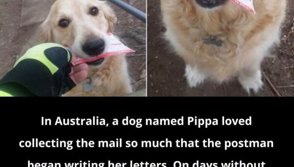 Viral Post