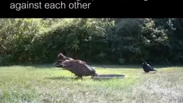 You’re a master trickster, birb