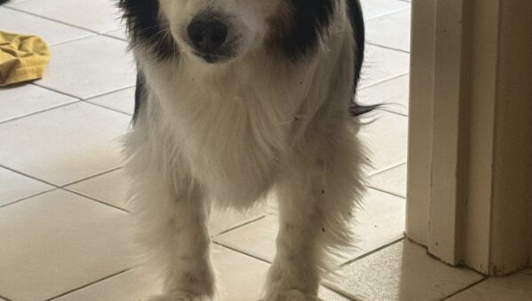 A photo of my dog Panko every day