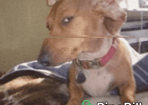 Suspicious Dog GIF by PineBill