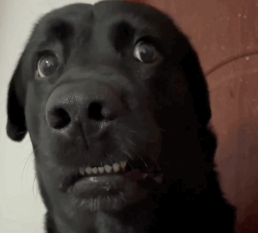 Shocked Eyes GIF by MOODMAN