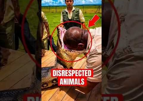 Unbelievable Animal Moments Caught on Camera 😱