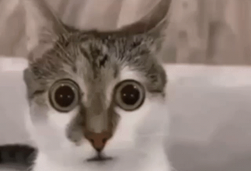 Big Eyes Cat