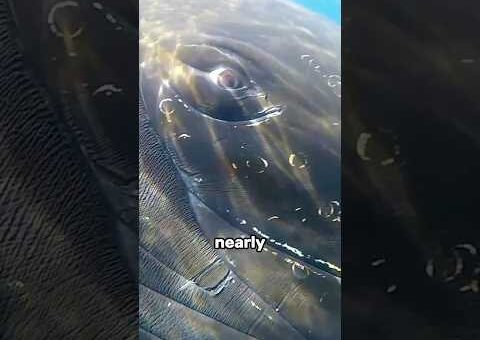 The WILDEST moments caught on camera