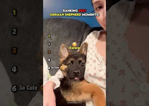 Ranking Best German Shepherd Moments 🐶 #usa