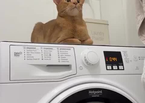 He enjoys the spin cycle