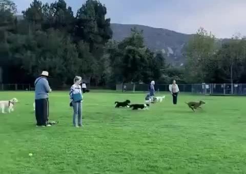 A short story of a border collie and a greyhound